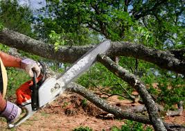 Best Commercial Tree Services  in Bloomfield, NY