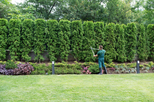 Trusted Bloomfield, NY Tree Removal Experts