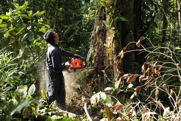 Best Root Management and Removal  in Bloomfield, NY