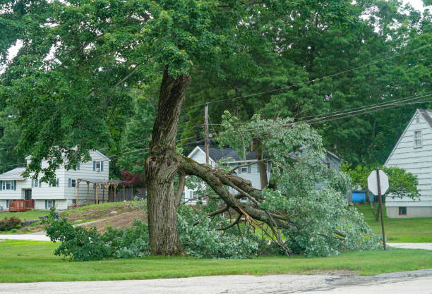 Best Seasonal Cleanup (Spring/Fall)  in Bloomfield, NY