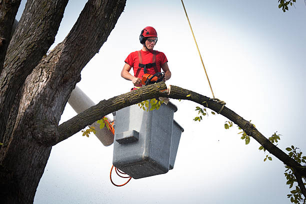 Best Arborist Consultation Services  in Bloomfield, NY