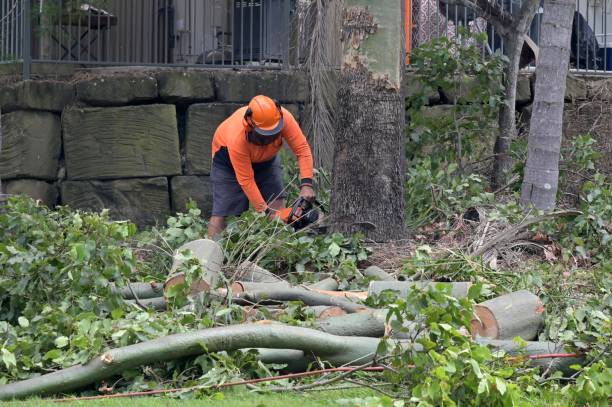 Best Stump Grinding and Removal  in Bloomfield, NY