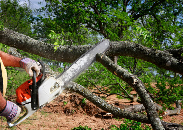 How Our Tree Care Process Works  in  Bloomfield, NY